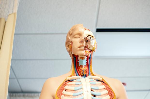 a plastic dummy displaying human anatomy