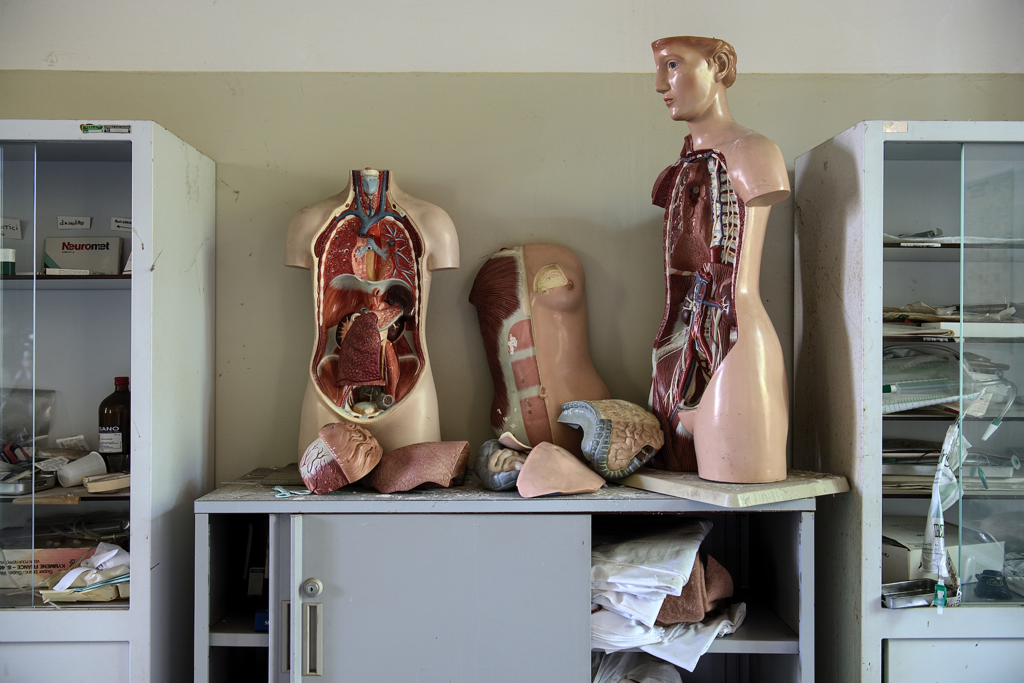 anatomical dummies showing the internal body processes