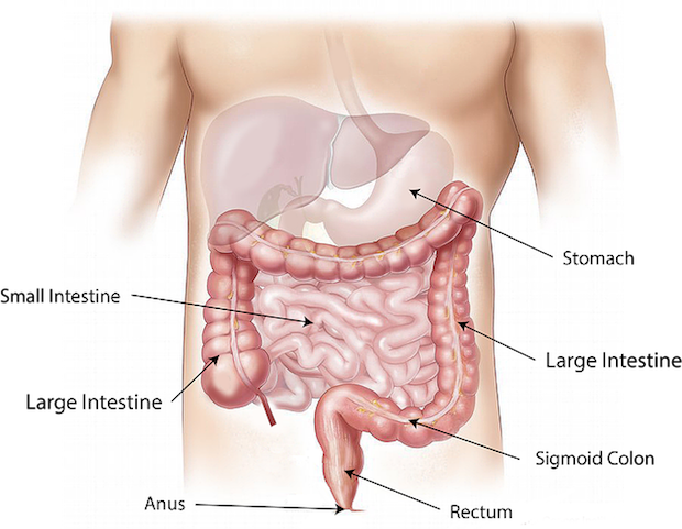 a diagram of the different parts of the gastrointestinal system