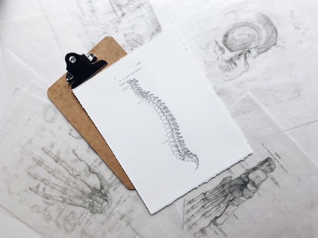 a drawing of a human spine